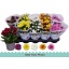 product/img.floraplaza.nl/106462-12-LIVE_fotos-0xB904EBAD9FD9803CA7F4A64931C9D2771E5D42BC.jpg