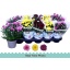 product/img.floraplaza.nl/106462-12-LIVE_fotos-0xECB231CC6BF3220E5C0C242AC65A57A36D7DBA0C.jpg