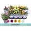 product/img.floraplaza.nl/106462-12-LIVE_fotos-0xFFE4FC471A3E4D63E613AD4CE418FB21CC3ED97D.jpg