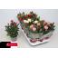 product/img.floraplaza.nl/106465-510-LIVE_fotos-0x400F6D1D94C24A084D39E5EB354CDD01FF6E0147.jpg