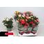product/img.floraplaza.nl/106465-510-LIVE_fotos-0x6D1FC633EC64C7492394330E24CF83E08E78AF84.jpg