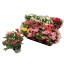 product/img.floraplaza.nl/106466-510-LIVE_fotos-0x5804D06B8D274F4C3244D2F06AB2B5A960EE93FC.jpg