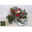 product/img.floraplaza.nl/106467-510-LIVE_fotos-0x47BC841A296A9B56BCDD05C3CAFB566BA46A026F.jpg