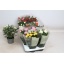 product/img.floraplaza.nl/106467-510-LIVE_fotos-0x9C709A2D7A5DE45561E5378FD60956A26C4848EA.jpg