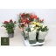 product/img.floraplaza.nl/106467-510-LIVE_fotos-0xC2846ACE99B97D6E1AA722CEDC2ADA8F4A15FAD0.jpg