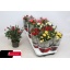 product/img.floraplaza.nl/106467-510-LIVE_fotos-0xF0A2C4E97B3BA674BBE771692E6237498E9EC0D7.jpg