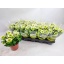 product/img.floraplaza.nl/106600-12-LIVE_fotos-0xF07F8931806275B9E3354F7A152B44DDF6EACBC7.jpg