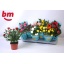 product/img.floraplaza.nl/106649-510-LIVE_fotos-0x3707F0CAA6704D923E579E234D6B423F80E4B1B7.jpg