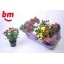 product/img.floraplaza.nl/106649-510-LIVE_fotos-0x9136866AB2F1EDB703813A0B0AA419A9B88A8333.jpg