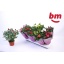 product/img.floraplaza.nl/106649-510-LIVE_fotos-0xDF9D0A8CB28FE5DF7D7F047983F583F1FFB73FA6.jpg