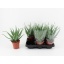 product/img.floraplaza.nl/106802-12-LIVE_fotos-0x82E0FA58C70AA2537F2A314FDED26936DF864311.jpg