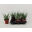product/img.floraplaza.nl/106802-12-LIVE_fotos-0xB3E3D4D21BFF3129BE16B7E30CE759B7FD2CC4CA.jpg