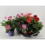 product/img.floraplaza.nl/106849-17-LIVE_fotos-0x68EFC62A09325D15D5A8EF7F9735DFA9DD9F6307.jpg