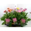 product/img.floraplaza.nl/106849-17-LIVE_fotos-0xEFF5FC2477065F8F867FC31B0BB8345BD80A551C.jpg