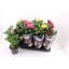 product/img.floraplaza.nl/106859-13-LIVE_fotos-0xF624C7D10C2286994A4A41701DDF884BF7BEC3FA.jpg