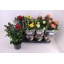 product/img.floraplaza.nl/106860-13-LIVE_fotos-0x13FA0A9A4D0C669169A9F50F43341312500790AA.jpg