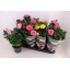 product/img.floraplaza.nl/106860-13-LIVE_fotos-0x77C13A2385EF7413ED88D0BCD3BE77DDB39E02C6.jpg