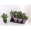 product/img.floraplaza.nl/106860-13-LIVE_fotos-0x7B374EA434AC57C807FDDEF00F2DD00522E9D49A.jpg
