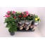 product/img.floraplaza.nl/106860-13-LIVE_fotos-0xD60CB8261C094823C7ED23334D44DE400896A7ED.jpg