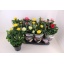 product/img.floraplaza.nl/106860-13-LIVE_fotos-0xE6CC5C868522E6259A8267357803E38DAC0ADB61.jpg