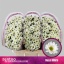 product/img.floraplaza.nl/107046-55-LIVE_fotos-0x2B93A3309FA3BD7F2E9BCF4C023E8F1BAF21B210.jpg