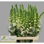 product/img.floraplaza.nl/107298-100-LIVE_fotos-0xC0EB48BEEBBD555B4923CC61D794BAEAABA306C6.jpg