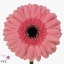 product/img.floraplaza.nl/107364-50-ART_Fotos-VBN-vbn107364.jpg