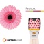 product/img.floraplaza.nl/107364-50-LIVE_fotos-0x0108856D27898AA645E4CFA585BF72D58229564C.jpg