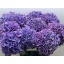 product/img.floraplaza.nl/107476-80-LIVE_fotos-0x0055D0ED4ECB4D7597811F2D8E08F89F7A54A055.jpg