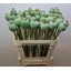 product/img.floraplaza.nl/107481-80-LIVE_fotos-0xD0D6055CF38691092FED2005CFC1F36486FFD578.jpg