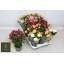 product/img.floraplaza.nl/107518-510-LIVE_fotos-0x126C3CD11F7A255A0FE6910C5EB7D236345FF1B9.jpg