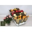 product/img.floraplaza.nl/107518-510-LIVE_fotos-0x2B9760CE4DADC1A0632551B9C9FA9CF69E730FDC.jpg