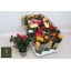 product/img.floraplaza.nl/107518-510-LIVE_fotos-0xD6B557BFC8013709D1D8CA18C5910B81D6DD868C.jpg