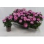 product/img.floraplaza.nl/107634-11-LIVE_fotos-0x0437B0D36A068D3863A810C032A60B84D751F0CE.jpg