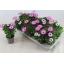 product/img.floraplaza.nl/107634-11-LIVE_fotos-0x7D240AA825866D30A3CF639E539ADDC9A2898D8A.jpg