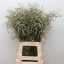 product/img.floraplaza.nl/107740-75-LIVE_fotos-0x68B4EA2AF3BE4C80AD0F4541AC3A5256D666D750.jpg