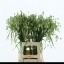 product/img.floraplaza.nl/107740-75-LIVE_fotos-0xA69F625F0745F12A9B22F167C43B10EAC0B50029.jpg