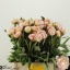 product/img.floraplaza.nl/107753-60-LIVE_fotos-0x563FE89D83783BDB59BE98FC4ABDA4F7695BE6F4.jpg