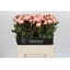 product/img.floraplaza.nl/107753-60-LIVE_fotos-0x94E156D94B3A591F6C66DE780E828A007100BC9D.jpg