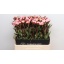 product/img.floraplaza.nl/107753-60-LIVE_fotos-0xDE196F21570C8BD69641444A26C7CC03205A46C9.jpg
