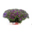 product/img.floraplaza.nl/10778-45-LIVE_fotos-0xB879D93C027683C16F689C474807726516C82951.jpg
