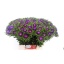 product/img.floraplaza.nl/10778-50-LIVE_fotos-0x3FEAE60CE6A26EC6597BB9AC18201832A71BD51C.jpg