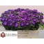 product/img.floraplaza.nl/10778-50-LIVE_fotos-0x451CE53EF7BCEA577E3C72BF9D369F8AB51022B7.jpg