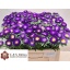 product/img.floraplaza.nl/10778-50-LIVE_fotos-0xC4751EF12511A4D446F543FAD2545F9D47472121.jpg