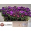product/img.floraplaza.nl/10778-50-LIVE_fotos-0xD8DDCA42C58A2E03E213CA87AFDE0497C76F9A7A.jpg