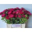 product/img.floraplaza.nl/10779-50-LIVE_fotos-0x90B0CFAEFCB91DA45F471284925A7A8FA4A63592.jpg