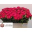 product/img.floraplaza.nl/10779-50-LIVE_fotos-0xF1AA363801CE9B18F6FBAFA15AAB997B3E3493D5.jpg