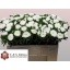 product/img.floraplaza.nl/10780-50-LIVE_fotos-0x8CAAB830DB44C653DD0FEFBF23B7F2A678D3FE4E.jpg