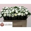 product/img.floraplaza.nl/10780-50-LIVE_fotos-0xA6489FE7320A394222E299F50668464551999AE6.jpg