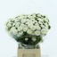 product/img.floraplaza.nl/10780-50-LIVE_fotos-0xAFED399B9B263317861D637519E8767CE0038B62.jpg
